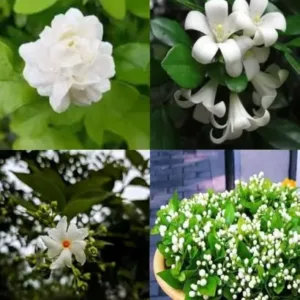 jasmine plant seeds pack of 25 ( default, OS )